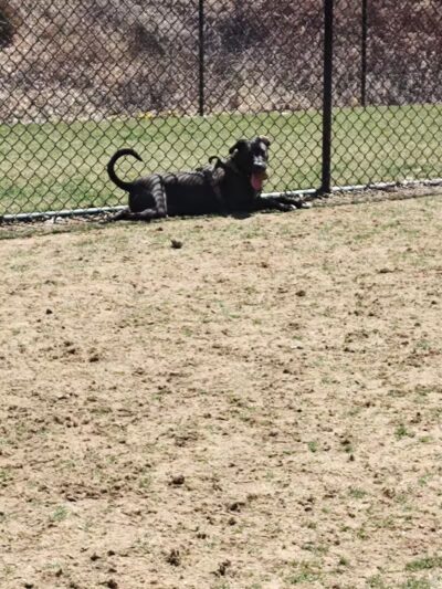 Saugerties Dog Park - Saugerties, NY