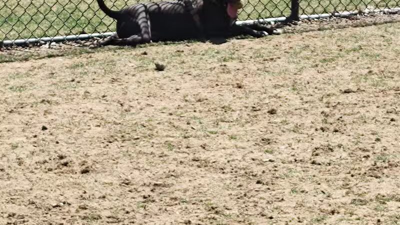 Saugerties Dog Park - Saugerties, NY