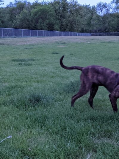 Sauk Centre Dog Park - Sauk Centre, MN