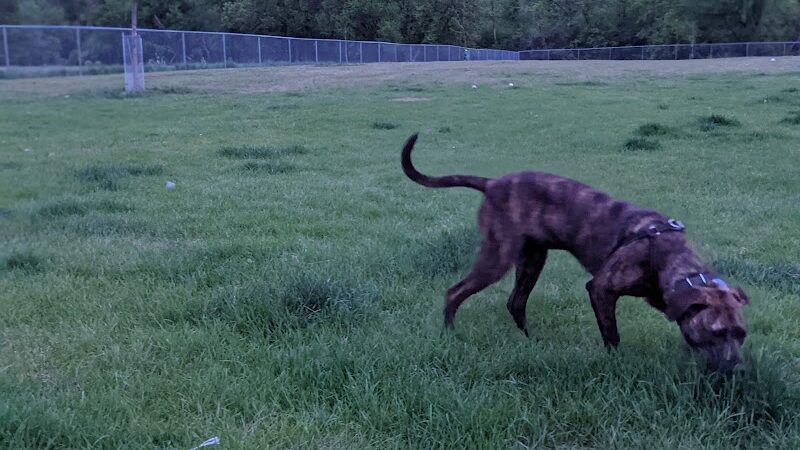 Sauk Centre Dog Park - Sauk Centre, MN