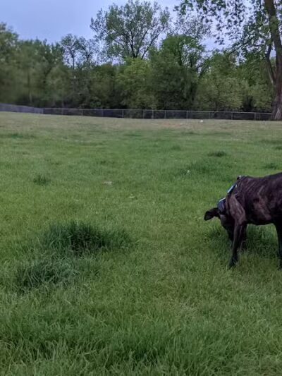 Sauk Centre Dog Park - Sauk Centre, MN