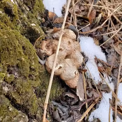 Jorgens Park Preserve - Scandinavia, WI