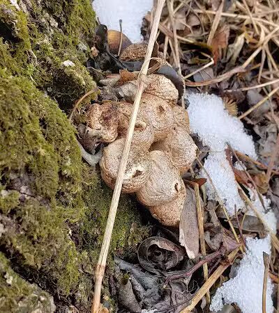 Jorgens Park Preserve - Scandinavia, WI