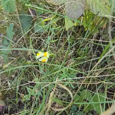 Jorgens Park Preserve - Scandinavia, WI
