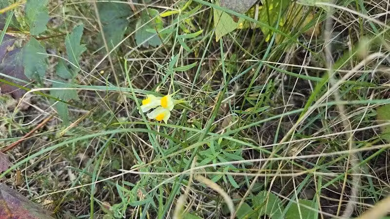 Jorgens Park Preserve - Scandinavia, WI