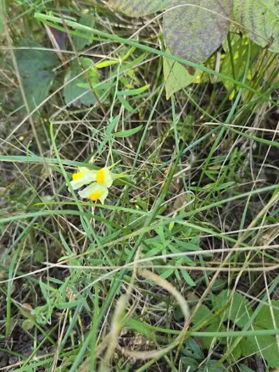 Jorgens Park Preserve - Scandinavia, WI