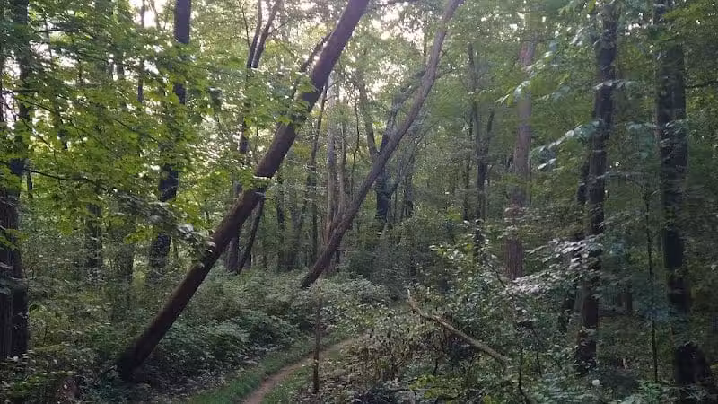 DiCaprio Park - Schenectady, NY