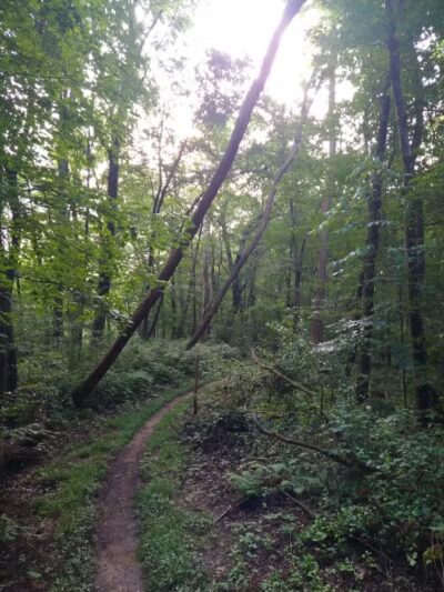 DiCaprio Park - Schenectady, NY