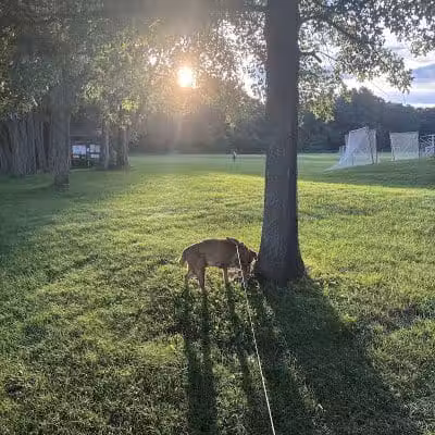 DiCaprio Park - Schenectady, NY