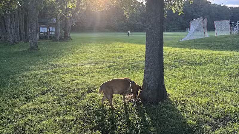 DiCaprio Park - Schenectady, NY
