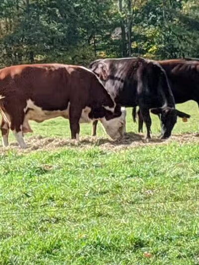 Schenevus Lake Park - Schenevus, NY