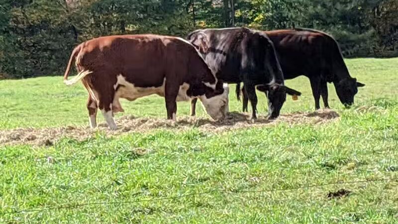 Schenevus Lake Park - Schenevus, NY