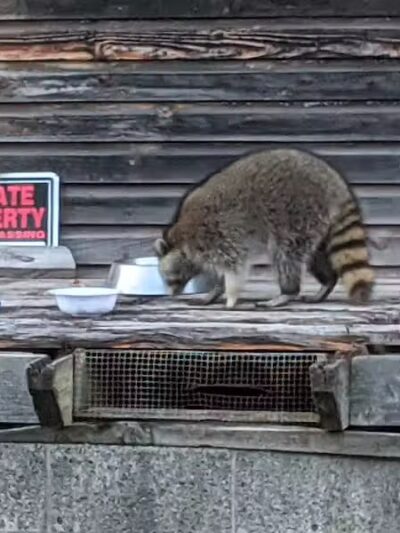 Schenevus Lake Park - Schenevus, NY