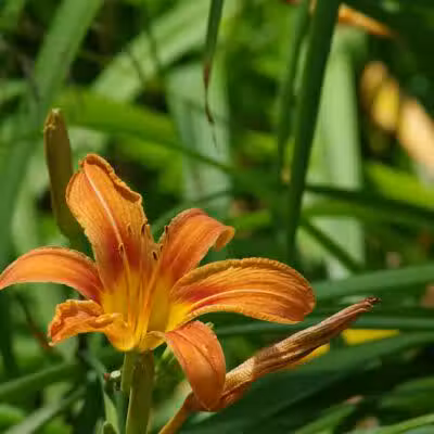 Lily Park - Schoharie, NY