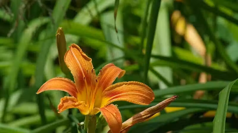 Lily Park - Schoharie, NY