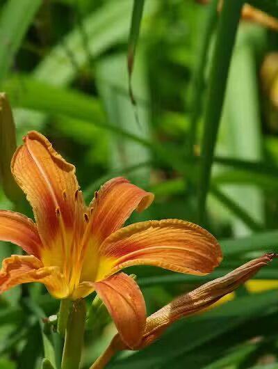Lily Park - Schoharie, NY