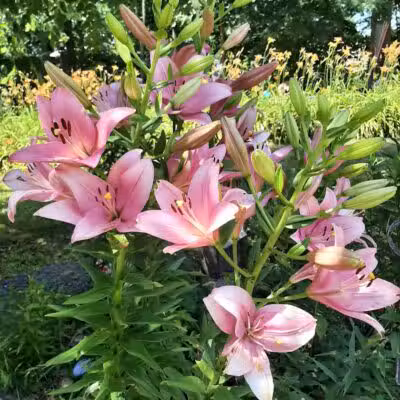 Lily Park - Schoharie, NY