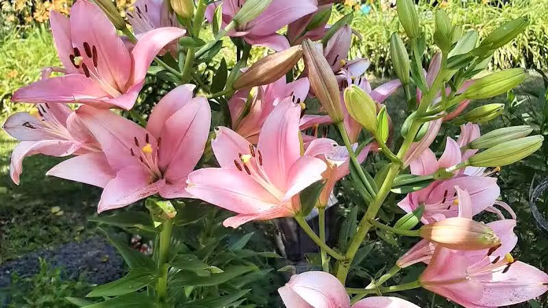 Lily Park - Schoharie, NY