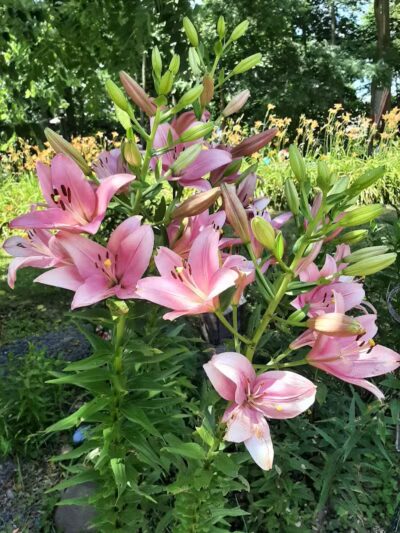 Lily Park - Schoharie, NY