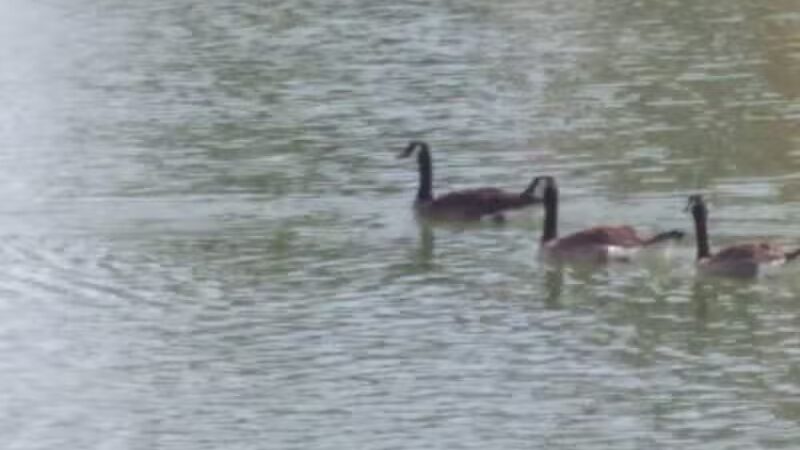 Vista del camino off-leash area - Scottsdale, AZ