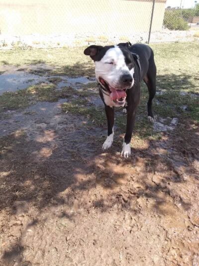 Vista del camino off-leash area - Scottsdale, AZ