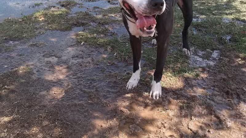 Vista del camino off-leash area - Scottsdale, AZ