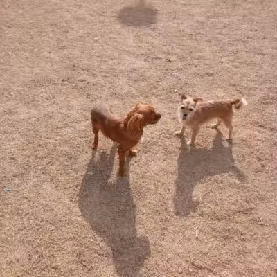 Vista del camino off-leash area - Scottsdale, AZ