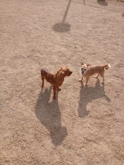 Vista del camino off-leash area - Scottsdale, AZ