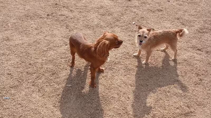 Vista del camino off-leash area - Scottsdale, AZ