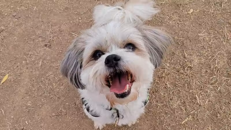 Vista del camino off-leash area - Scottsdale, AZ