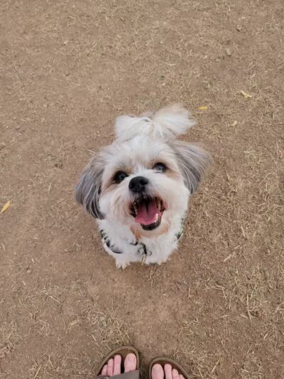 Vista del camino off-leash area - Scottsdale, AZ