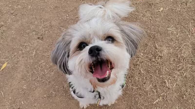 Vista del camino off-leash area - Scottsdale, AZ