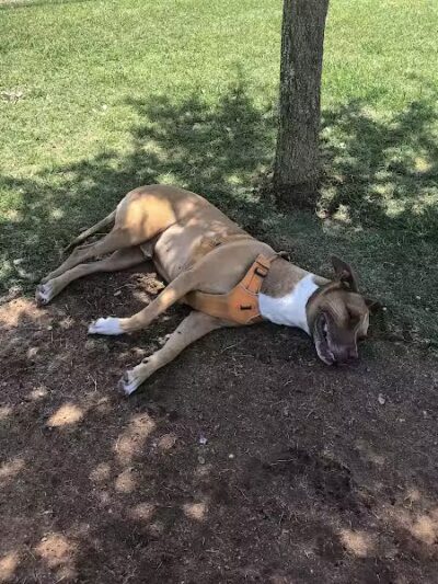 Vista del camino off-leash area - Scottsdale, AZ