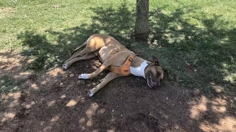 Vista del camino off-leash area - Scottsdale, AZ