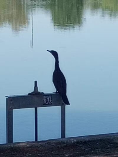 Vista del camino off-leash area - Scottsdale, AZ