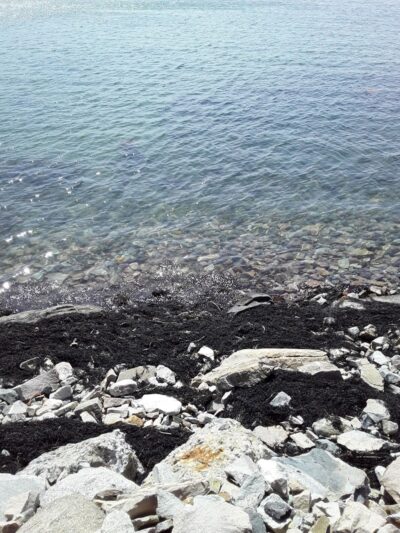 Seal Cove Picnic Area - Seal Cove, ME