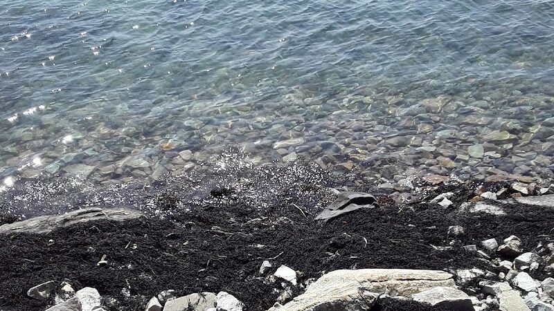 Seal Cove Picnic Area - Seal Cove, ME