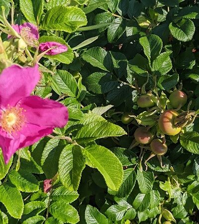 Seal Cove Picnic Area - Seal Cove, ME