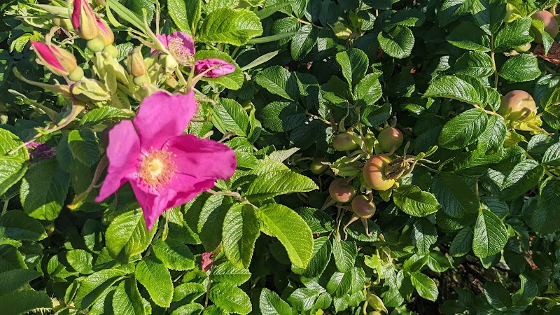 Seal Cove Picnic Area - Seal Cove, ME