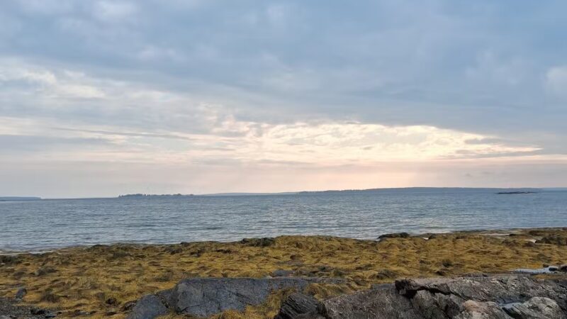 Seal Cove Picnic Area - Seal Cove, ME