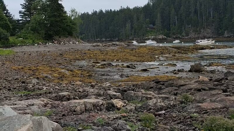 Seal Cove Picnic Area - Seal Cove, ME