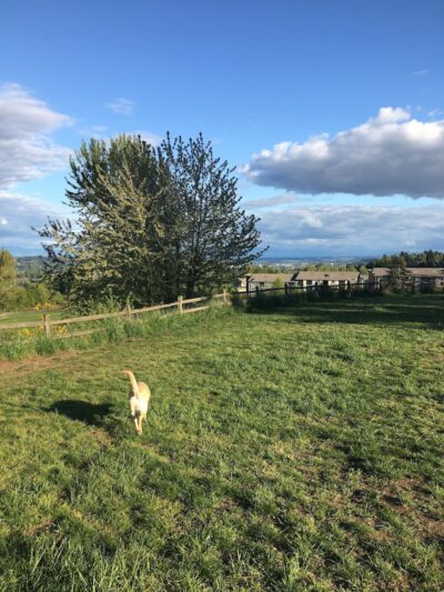 Grandview Off-Leash Dog Park - SeaTac, WA