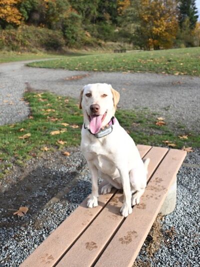 Grandview Off-Leash Dog Park - SeaTac, WA
