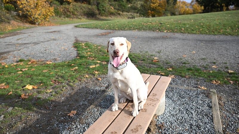 Grandview Off-Leash Dog Park - SeaTac, WA