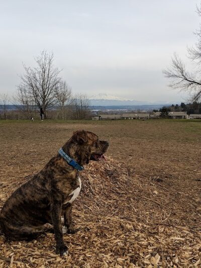 Grandview Off-Leash Dog Park - SeaTac, WA