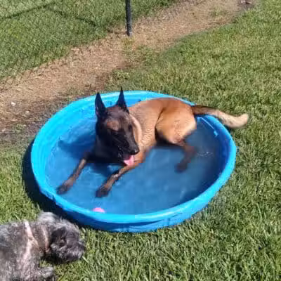 Spring Lake Dog Park - Sebring, FL