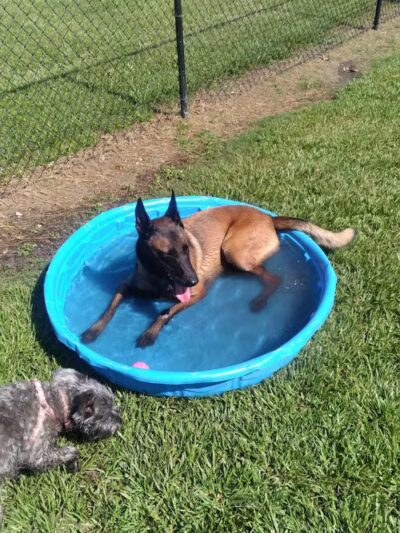 Spring Lake Dog Park - Sebring, FL