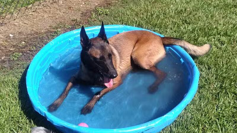 Spring Lake Dog Park - Sebring, FL