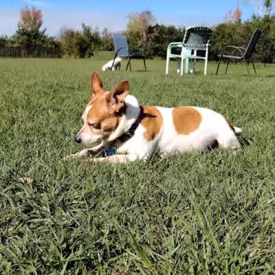 Spring Lake Dog Park - Sebring, FL