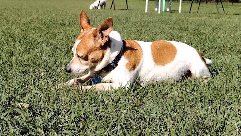 Spring Lake Dog Park - Sebring, FL